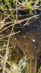 Branchinecta sandiegonensis