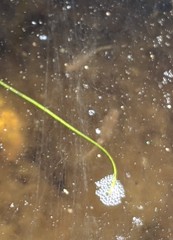 Branchinecta sandiegonensis