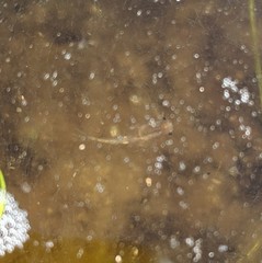 Branchinecta sandiegonensis