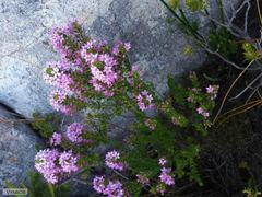 Agathosma odoratissima