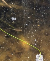 Branchinecta sandiegonensis