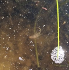 Branchinecta sandiegonensis