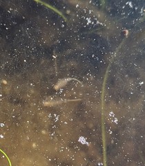 Branchinecta sandiegonensis