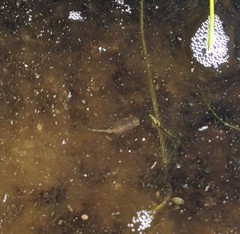 Branchinecta sandiegonensis