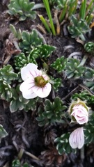 Geranium ecuadoriense