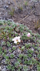Geranium ecuadoriense
