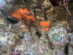 Clathria