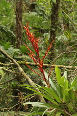 Vriesea brusquensis