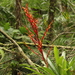 Vriesea brusquensis - Photo no hay derechos reservados, subido por Carlos Henrique Russi