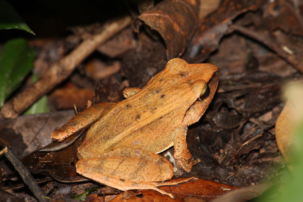 Clay Robber Frog