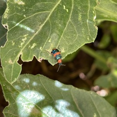 Dicranolaius bellulus