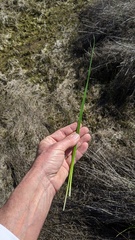 Juncus dubius