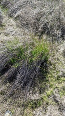 Juncus dubius