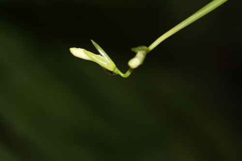 Maranta divaricata (Maranta divaricata)