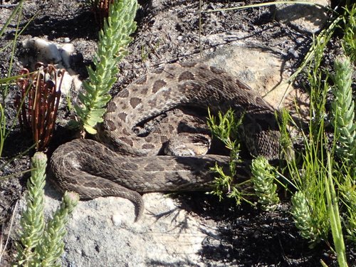 Photo of a Mountain Adder (Bitis atropos)