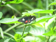 Parides iphidamas