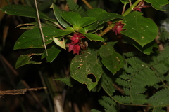 Nematanthus tessmannii