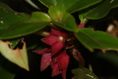 Nematanthus tessmannii