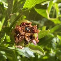 Dicranolaius bellulus