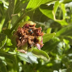 Dicranolaius bellulus