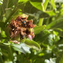 Dicranolaius bellulus