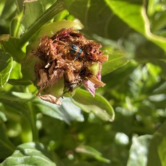 Dicranolaius bellulus