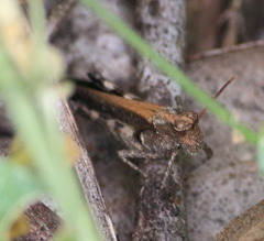 Acrididae