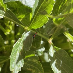 Dicranolaius bellulus