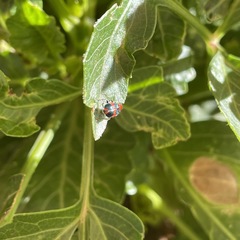 Dicranolaius bellulus