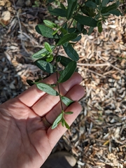 Lonicera subspicata subspicata