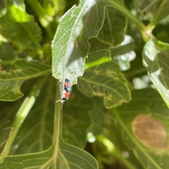 Dicranolaius bellulus