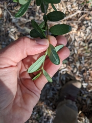 Lonicera subspicata subspicata