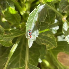 Dicranolaius bellulus