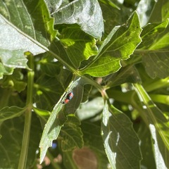 Dicranolaius bellulus