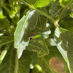 Dicranolaius bellulus