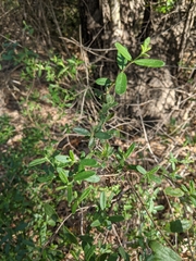 Lonicera subspicata subspicata