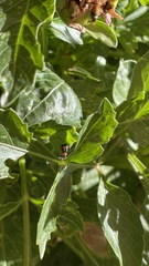 Dicranolaius bellulus