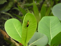 Chauliognathus heros