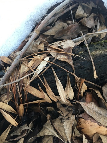 Image of Fraxinus profunda by no rights reserved