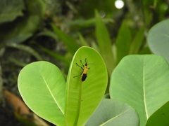 Chauliognathus heros