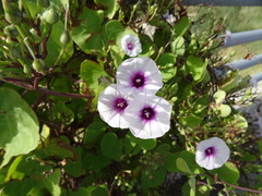 Ipomoea amnicola