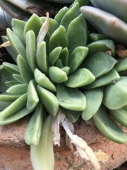 Sedum glabrum