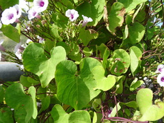 Ipomoea amnicola