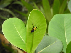 Chauliognathus heros
