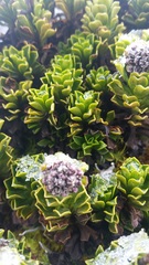 Valeriana alypifolia