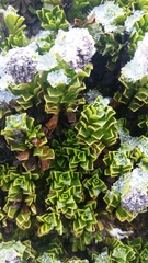 Valeriana alypifolia