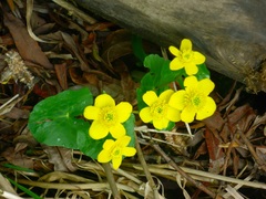 Caltha sibirica