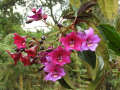 Meriania nobilis