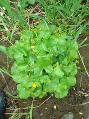 Caltha sibirica