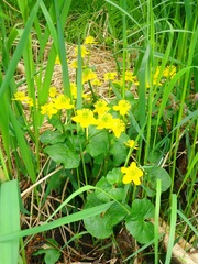 Caltha sibirica